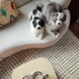 Meet your Posher, Joey hung